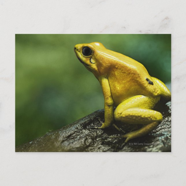 Golden Dart Frog Vykort (Framsida)