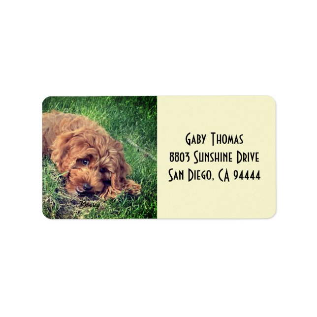 Golden Doodle Adressetiketter (Framsidan)