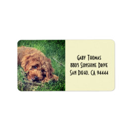 Golden Doodle-Adressetiketter Adressetikett