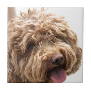 Golden doodle kakelplatta