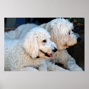 Golden Doodle Puppies Poster