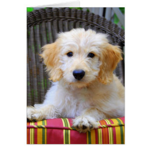 Golden Doodle Puppy Hälsningskort