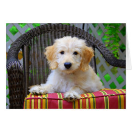 Golden Doodle Puppy Hälsningskort