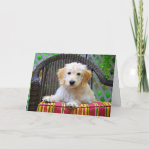 Golden Doodle Puppy Kort