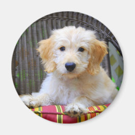 Golden Doodle Puppy Magnet