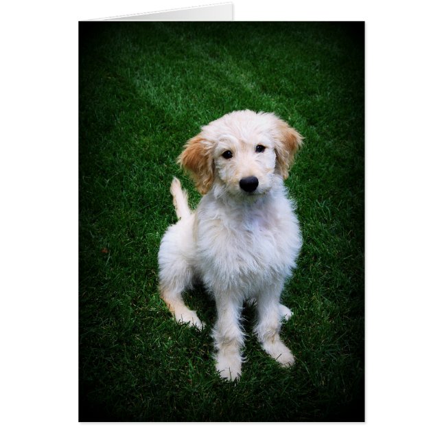 Golden Doodle Puppy på Gräsmatta Hälsningskort (Framsidan)