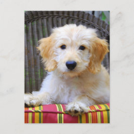Golden Doodle Puppy Vykort