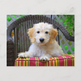 Golden Doodle Puppy Vykort