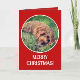 Golden Doodle Red Helgkort