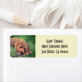 Golden Doodle Returadressetiketter Returadress Etikett