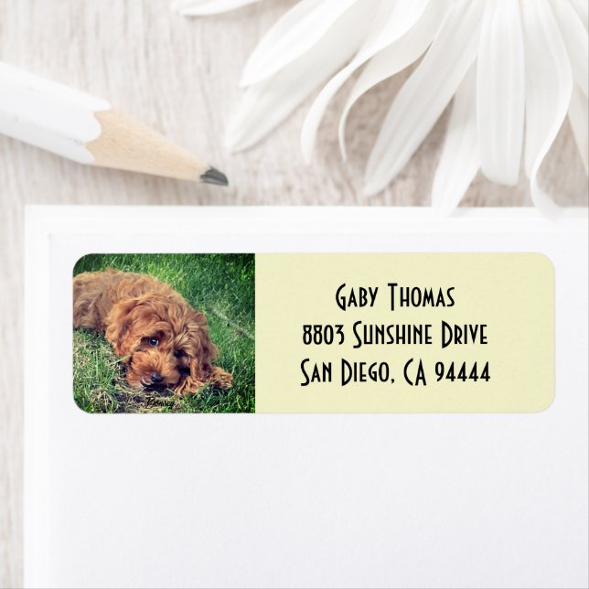 Golden Doodle-Returetiketter Returadress Etikett (Insitu)