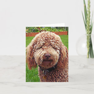 Golden Doodle Stella Kort