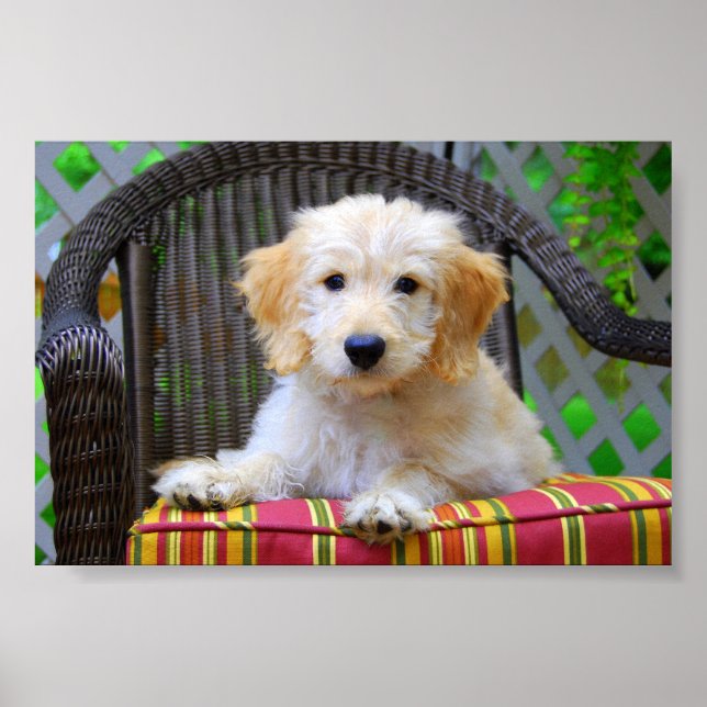 Golden Doodle Valp Affisch (Framsidan)