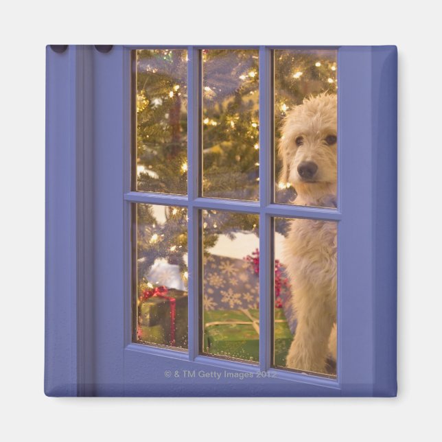 Golden Doodle-valpen tittar ut glasdörren med Magnet (Framsidan)