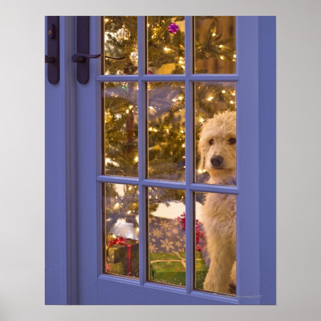Golden Doodle-valpen tittar ut glasdörren med Poster (Framsidan)