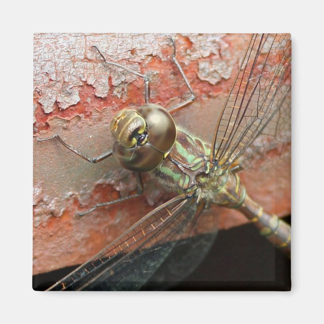 Golden Dragonfly Magnet (Framsidan)