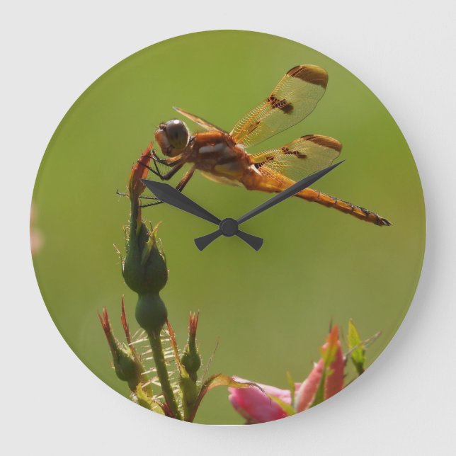 Golden Dragonfly på Grönt Stor Klocka (Framsida)