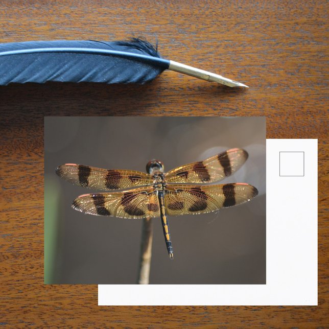 Golden Dragonfly Photographic Natature Vykort (Skapare uppladdad)