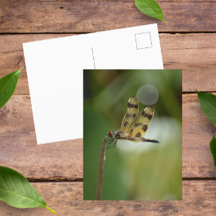 Golden Dragonfly Photographic Natature Vykort