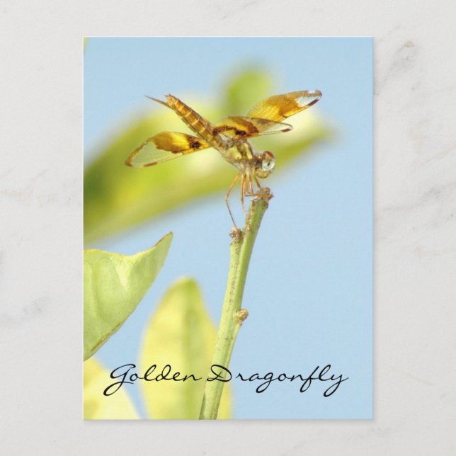 Golden dragonfly Postcard Vykort (Framsida)