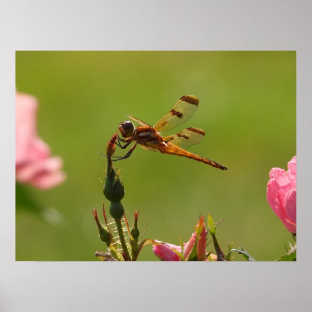 Golden Dragonfly Poster (Framsidan)