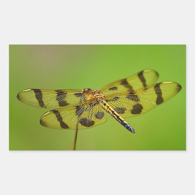 Golden Dragonfly Sticker Rektangulärt Klistermärke (Framsida)