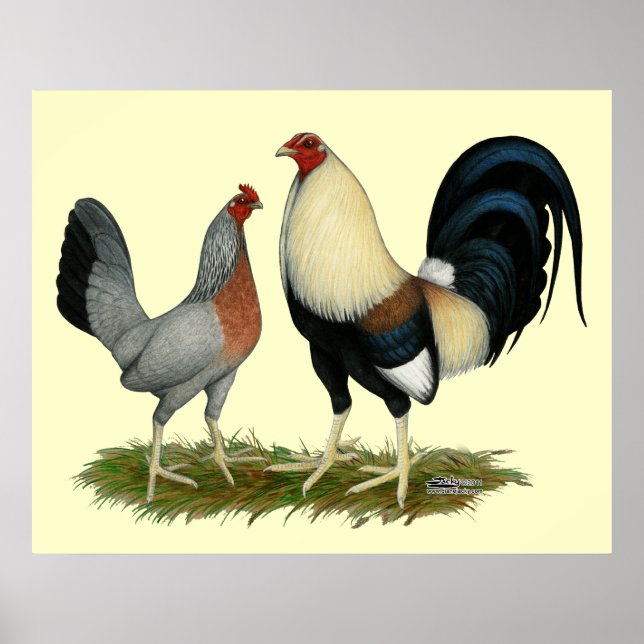 Golden Duckwing Chickens Poster (Framsidan)
