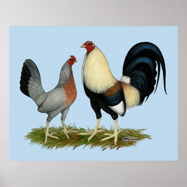 Golden Duckwing Chickens Poster (Framsidan)