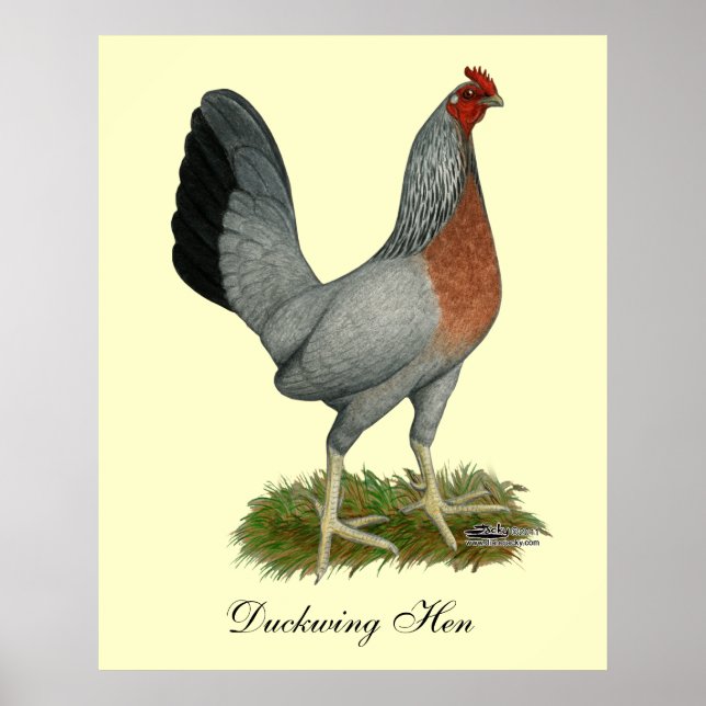 Golden Duckwing Hen Poster (Framsidan)