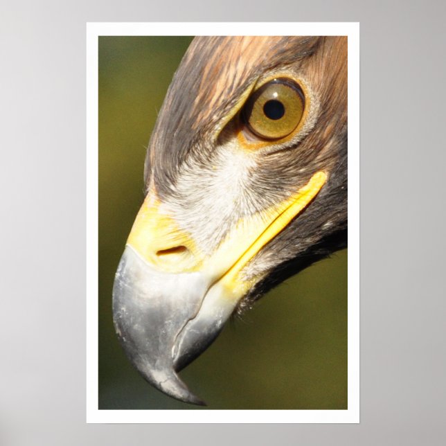 Golden Eagle Ansikte Poster (Framsidan)