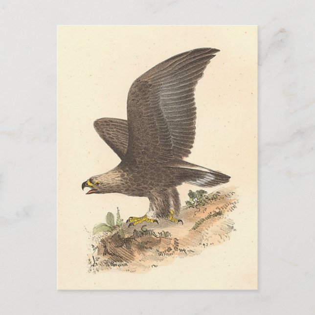Golden Eagle (Aquila chrysaetos) NY Bird Image Vykort (Framsida)