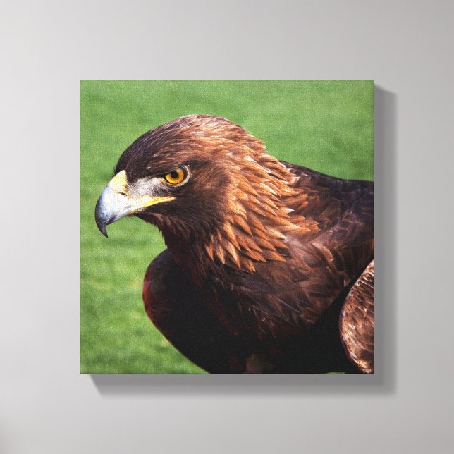 Golden Eagle Canvastryck (Framsida)