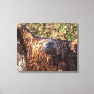 Golden eagle canvastryck
