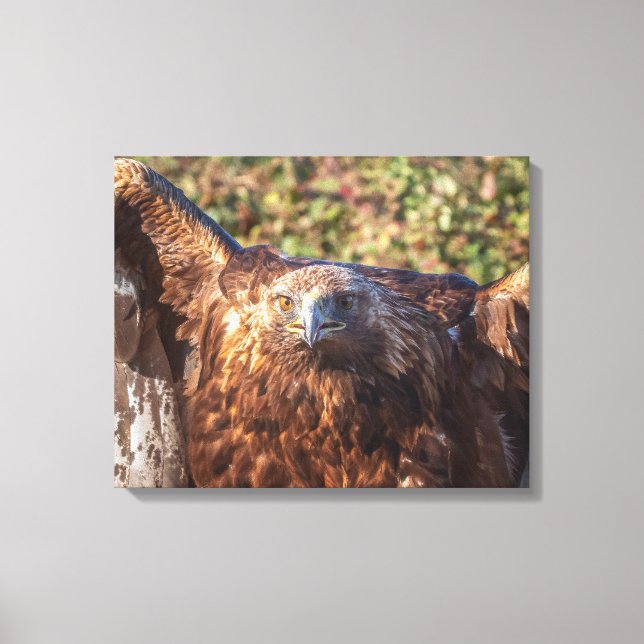 Golden eagle canvastryck (Framsida)