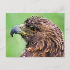 Golden Eagle Closeup Vykort