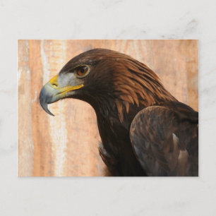 Golden Eagle (fågel) Vykort