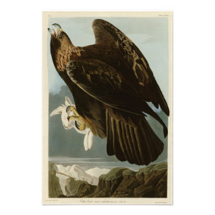 Golden Eagle från Audubon's Birds of America Fototryck