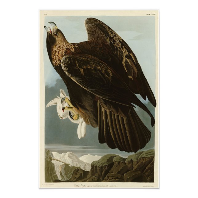 Golden Eagle från Audubon's Birds of America Fototryck (Framsidan)