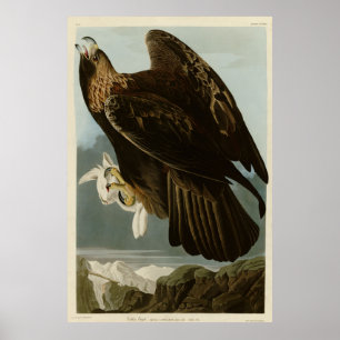 Golden Eagle från Audubon's Birds of America Poster