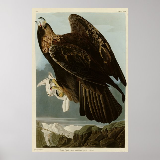 Golden Eagle från Audubon's Birds of America Poster (Framsidan)