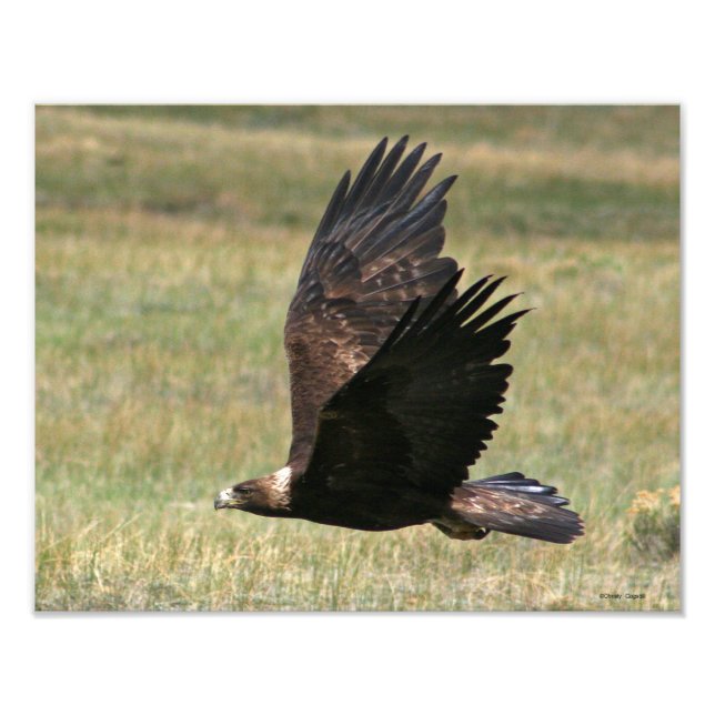 Golden Eagle i flyg 11x14-vågrät Fototryck (Framsidan)