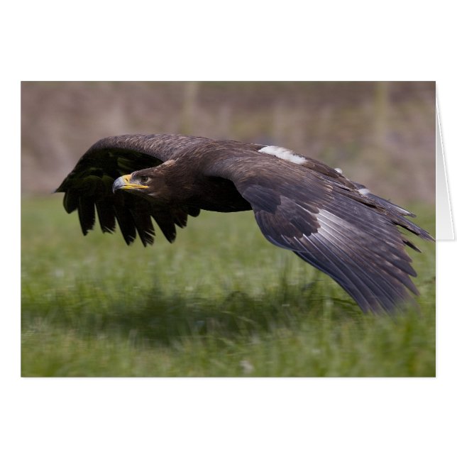 Golden Eagle i flygkortet Hälsningskort (Framsidan Horizontal)
