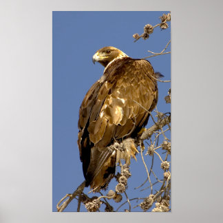 Golden Eagle i Yellowstone Poster