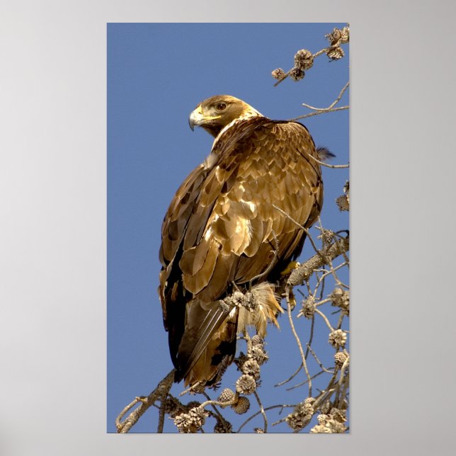 Golden Eagle i Yellowstone Poster (Framsidan)