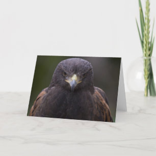 Golden Eagle Kort