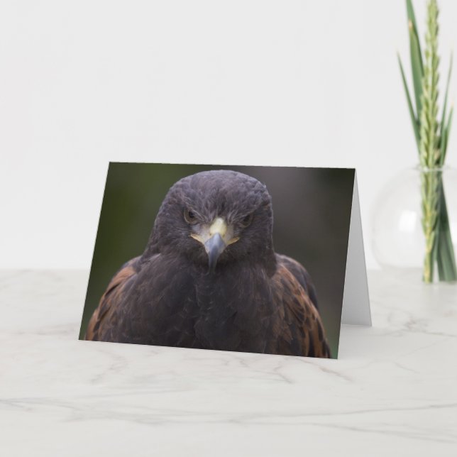 Golden Eagle Kort (Framsida)