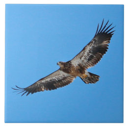 Golden Eagle Large 6 tum x 6 tum Kakelplatta