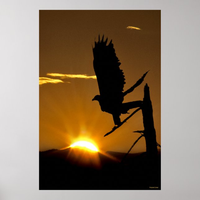 Golden Eagle - Northern CA - Sierra Nevadas Poster (Framsidan)