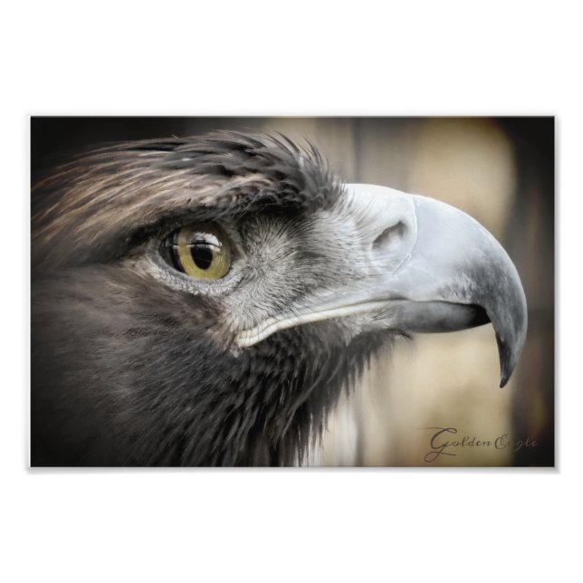 Golden Eagle：Photo Print Fototryck (Framsidan)