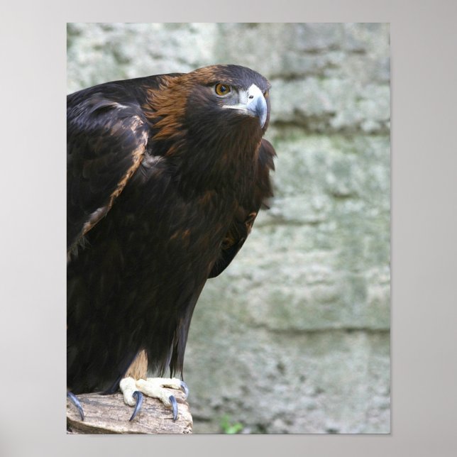 Golden eagle poster (Framsidan)